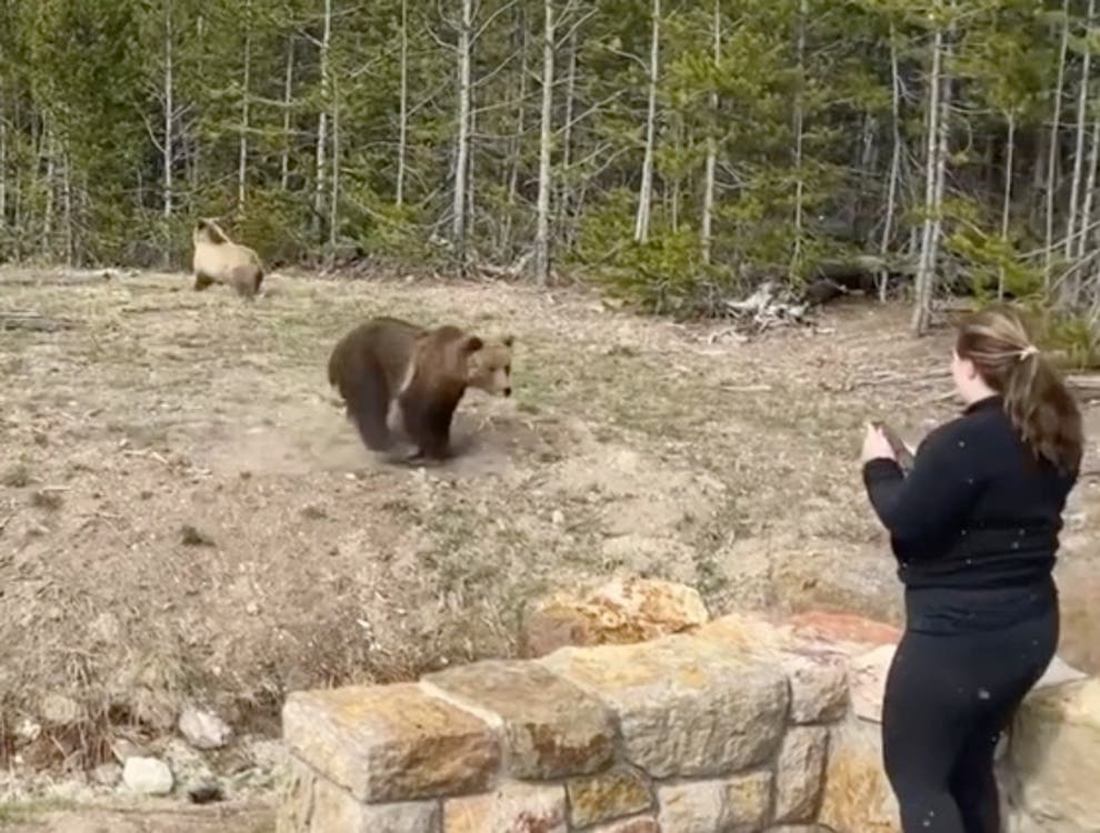 Video of woman being charged at by grizzly bear in Yellowstone national